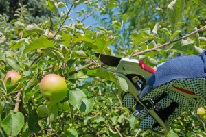 Best Pruning Loppers Reviews