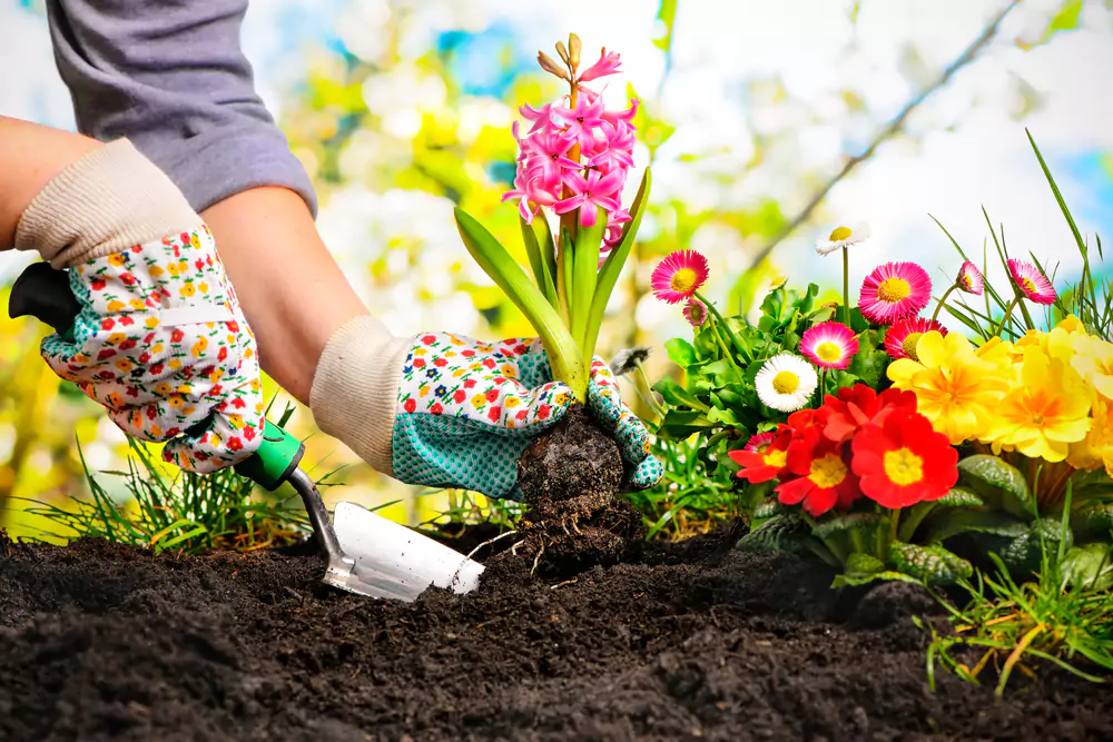 2024 Gardening Tips For January February